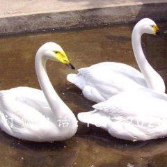 玻璃鋼白天鵝雕塑，玻璃鋼動(dòng)物雕塑